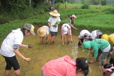 Khi học sinh thành thị được thử sức làm…nông dân