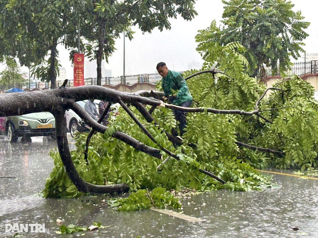 Cây bật gốc đè trúng người và phương tiện, ai chịu trách nhiệm? - 2 Cây bật gốc đè trúng người và phương tiện, ai chịu trách nhiệm? - 2