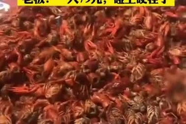 Khách ăn buffet hết 40kg tôm hùm đất, quán lỗ nặng, chủ "khóc ròng"