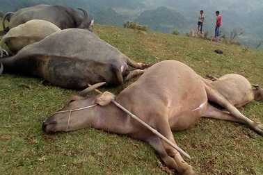 5 con trâu bị sét đánh chết trong đêm