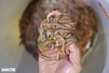 Nuôi "rồng đất" kết hợp trồng lúa mang lại thành quả bất ngờ cho lão nông