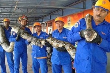 Bắt được trăn “khủng” dài nhất thế giới tại Malaysia