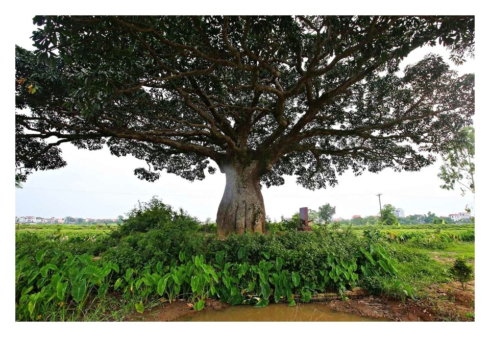 Những cổ thụ ngàn năm tuổi, tiền tấn không thể mua - 10