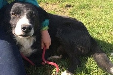 Chú chó một mình vượt quãng đường gần 400km để trở về với chủ cũ