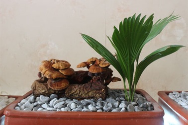 Người Hà Nội “săn”... nấm linh chi về chơi Tết