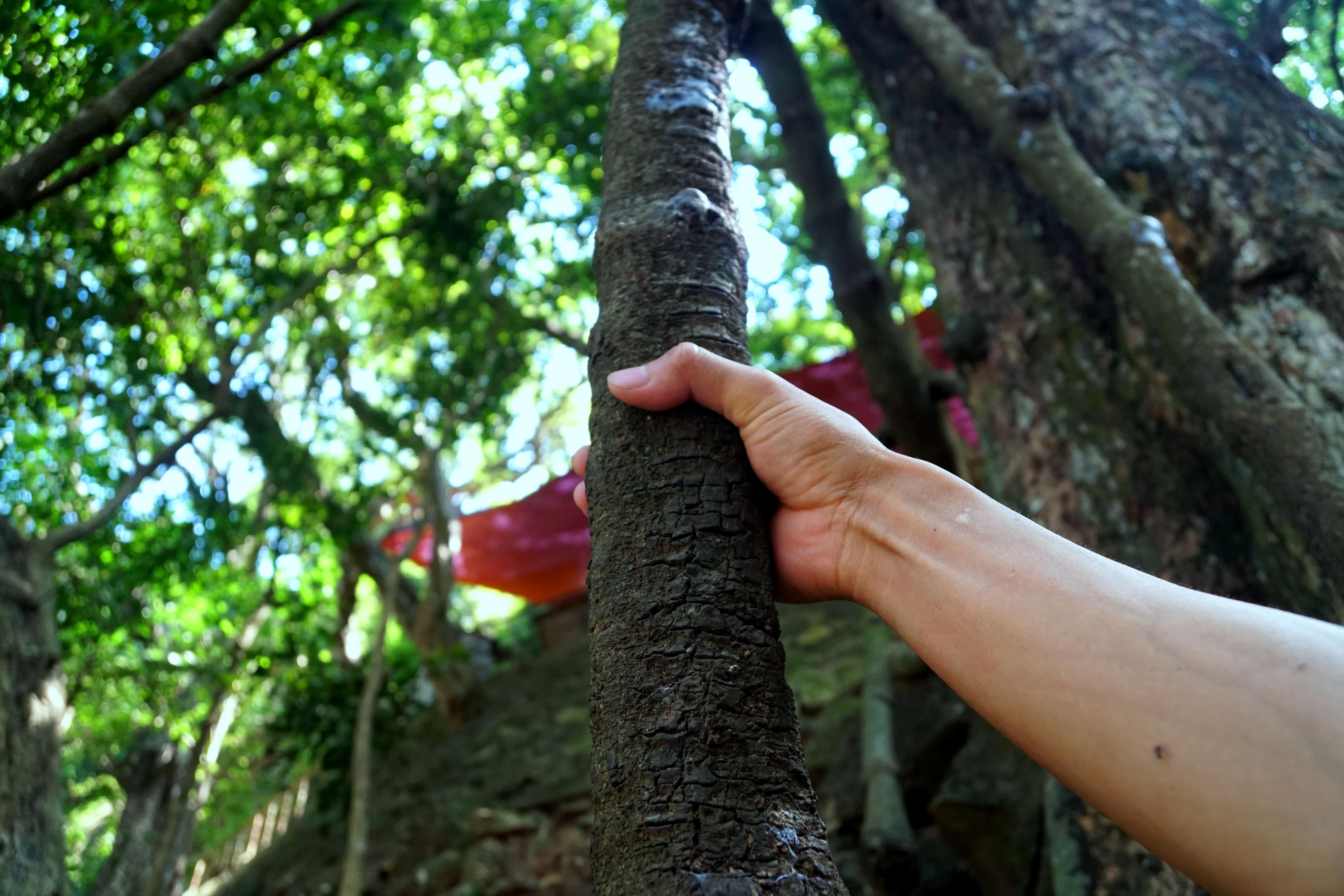 Ngắm cây võng tiên hàng trăm năm tuổi trước cửa động Từ Thức - 10