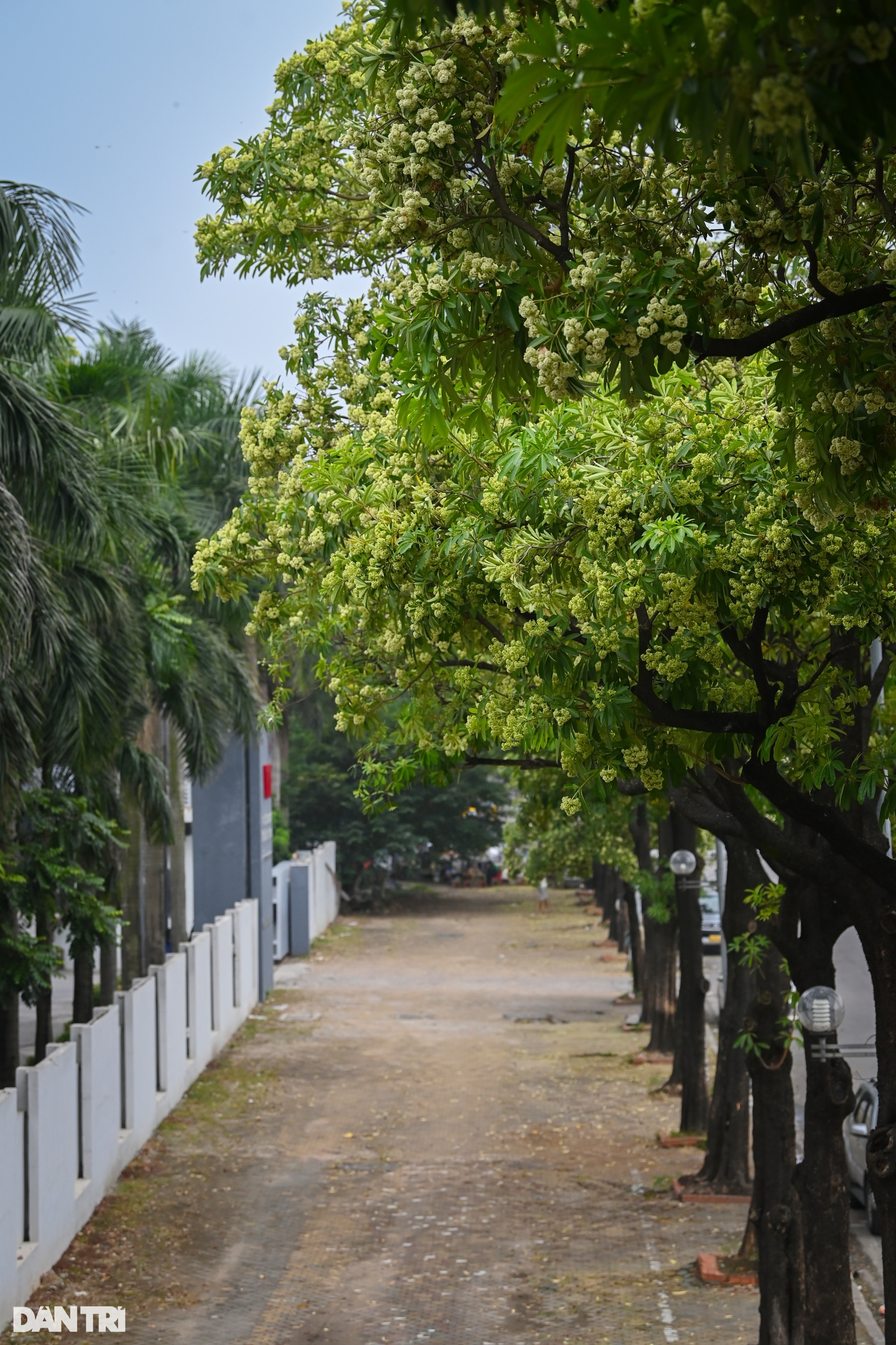 Người dân ám ảnh trước mùi hoa sữa đặc trưng của Hà Nội - 7 Người dân ám ảnh trước mùi hoa sữa đặc trưng của Hà Nội - 7