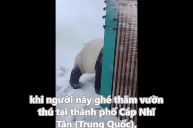 Gấu trúc tinh nghịch làm chuông báo động vang lên rồi hốt hoảng bỏ chạy