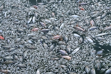 Lại xuất hiện cá chết hàng loạt ở hồ Tây