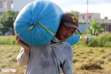 Cha "chân lấm tay bùn" trên đồng ruộng kiếm tiền đóng học phí cho con