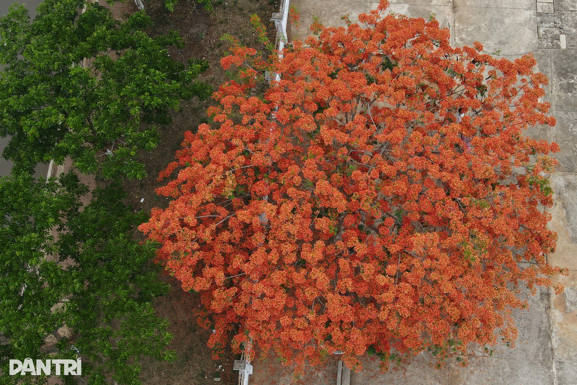 Hoa phượng nhuộm đỏ sân trường ở phố núi Gia Lai - 3