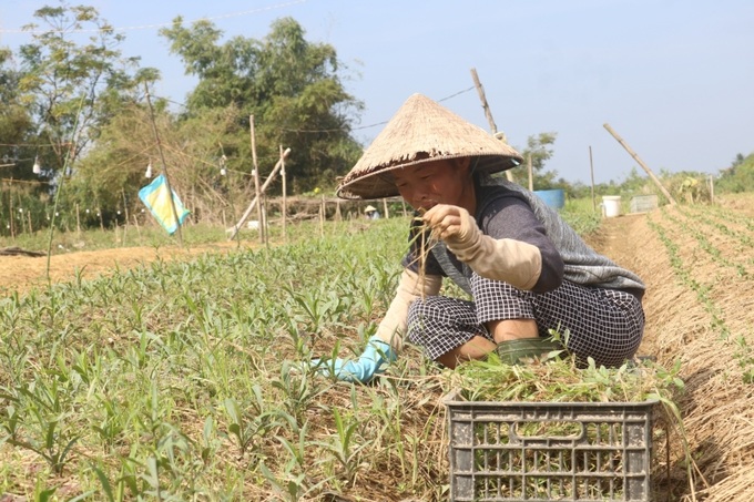 Người nông dân thêm vất vả sau mưa lũ lớn
