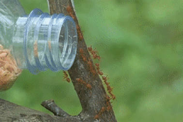 Lão nông "lấy độc trị độc" để bảo vệ vườn quả đặc sản