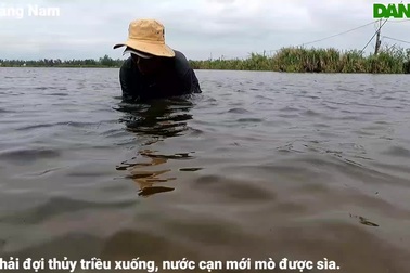 Ngụp lặn mò "vàng đen" trong bùn ở sông Trường Giang