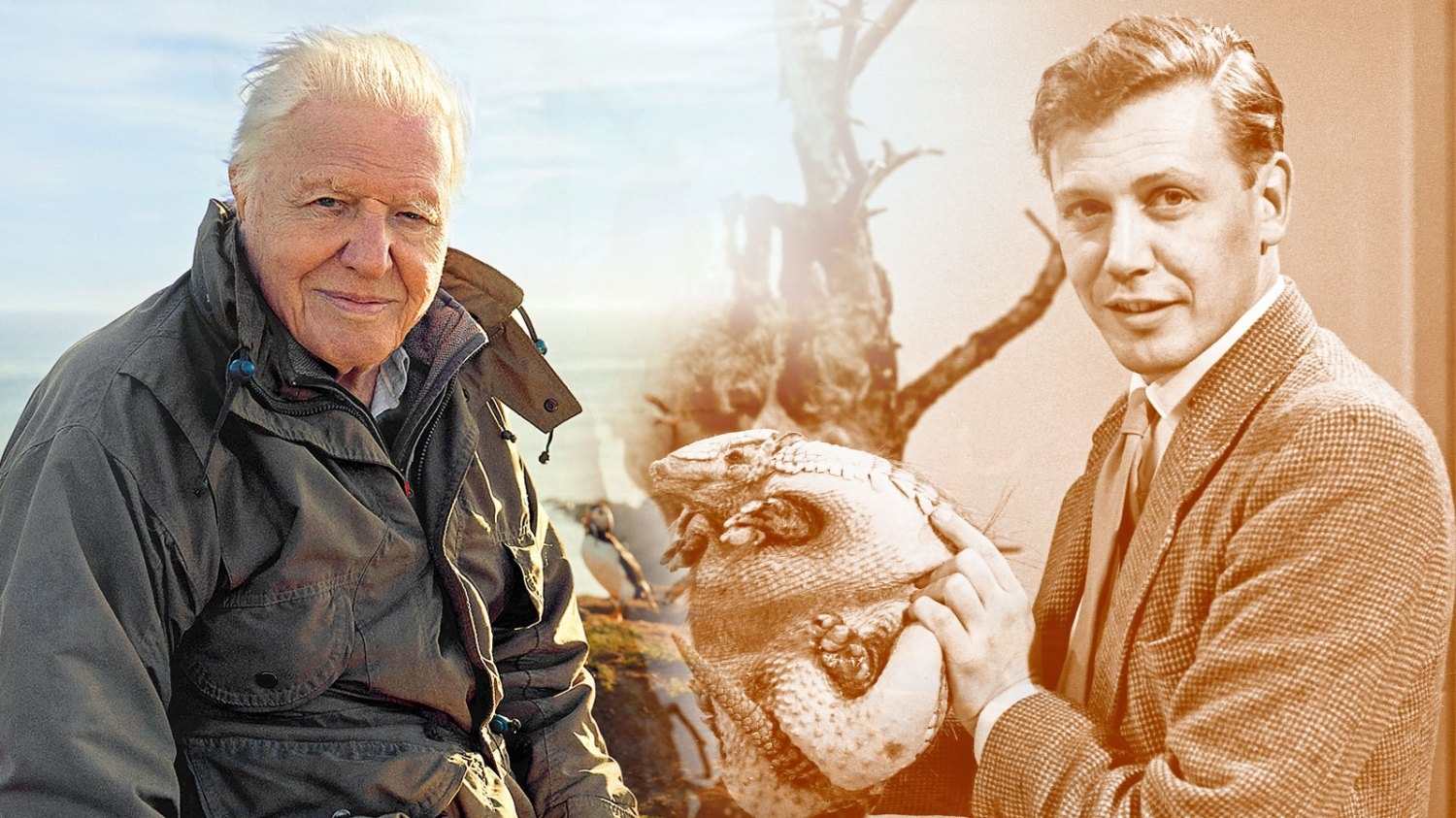 David Attenborough là người có nhiều đóng góp cho công cuộc bảo vệ môi trường và bảo tồn các loài động vật hoang dã trong hơn 60 năm qua (Ảnh: The Times).