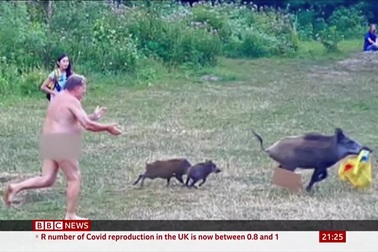 Lợn rừng ăn trộm đồ của du khách khỏa thân