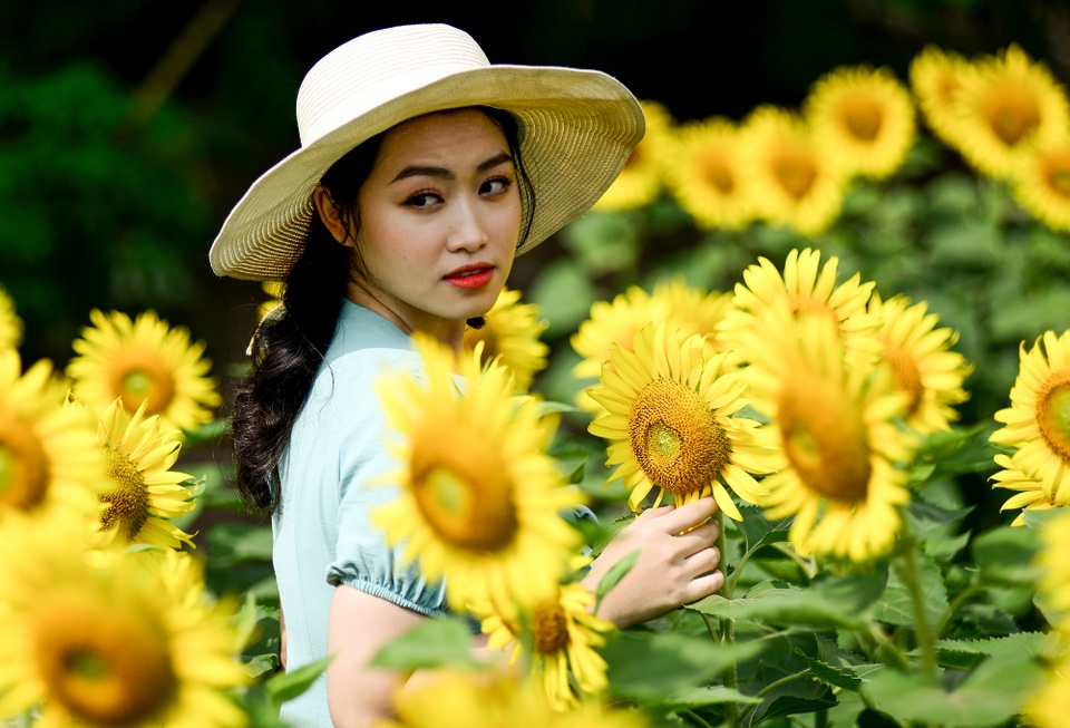Vườn hoa hướng dương.jpg Vườn hoa hướng dương.jpg