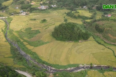 Ngắm mùa vàng rực rỡ ở Tiên Yên