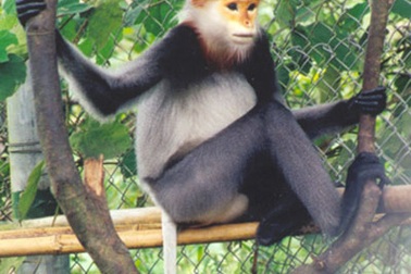 Tiếp nhận một cá thể voọc chà vá