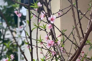 Năm nay rất lạ: Đào rừng nở giữa thu, Hà thành tới tấp đặt mua