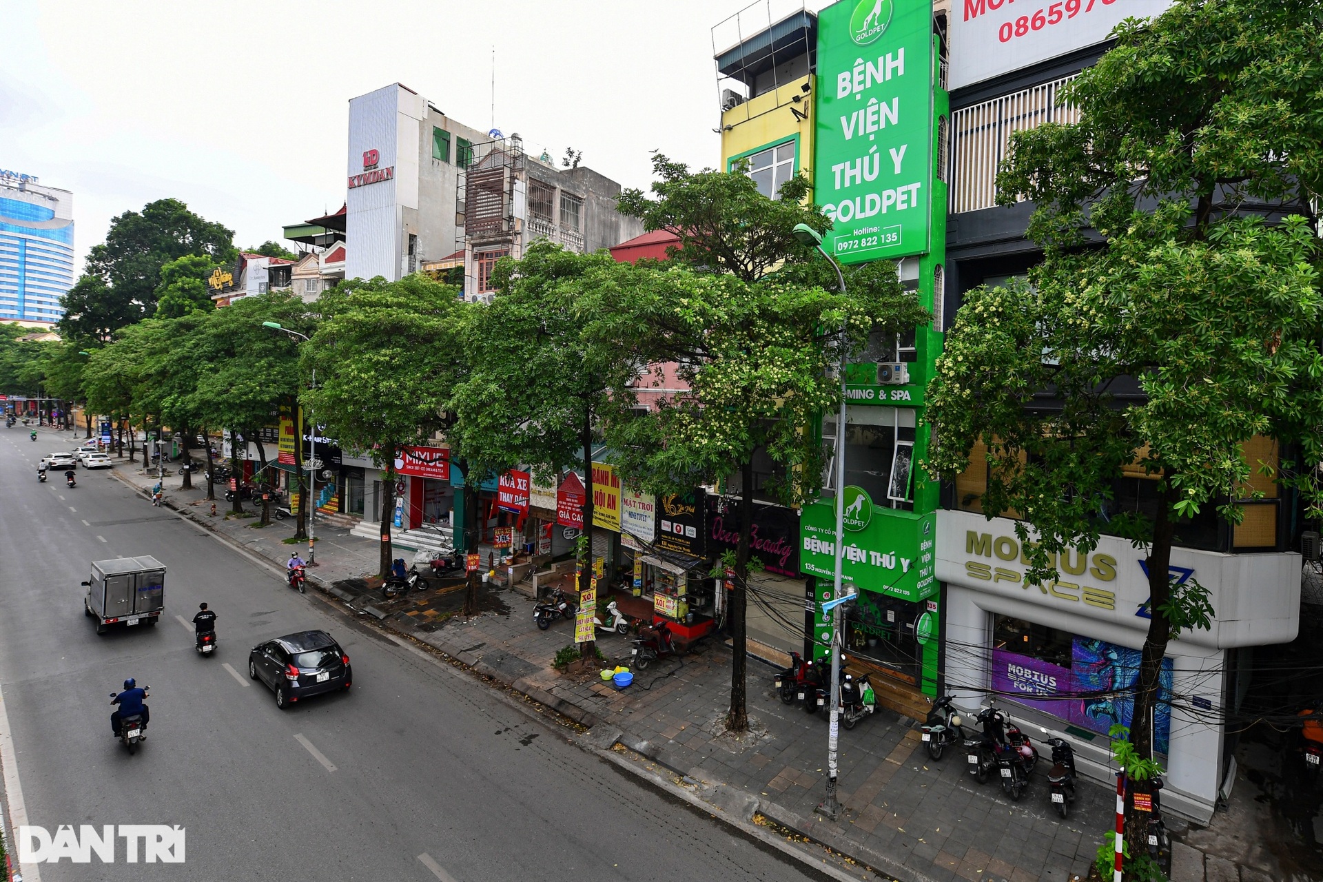 Hiện trạng 80 cây hoa sữa gây mùi khó chịu bị đề xuất di dời ở Hà Nội - 8 Hiện trạng 80 cây hoa sữa gây mùi khó chịu bị đề xuất di dời ở Hà Nội - 8