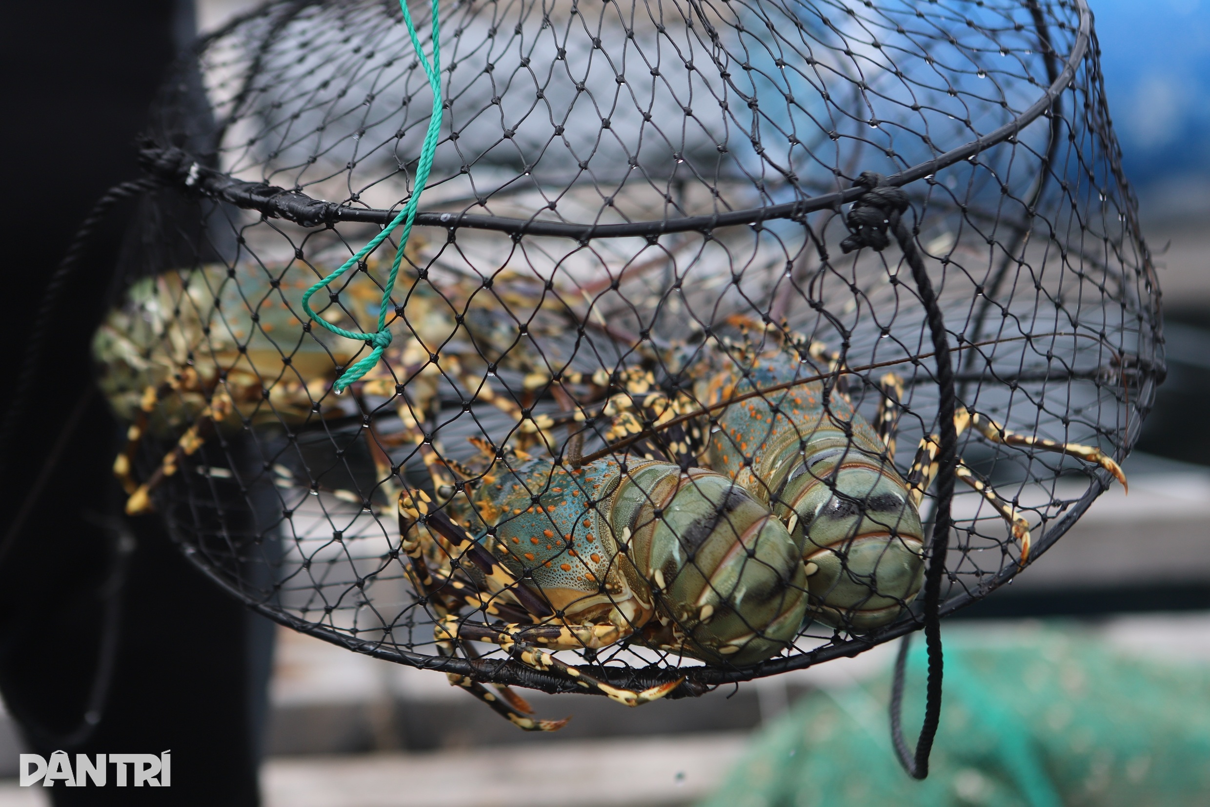 150 Ton Lobster Tak Terjual, Otoritas Pertimbangkan Cara Selamatkan Petani - 2 150 tấn tôm hùm bông ế, chính quyền tính cách giải cứu hộ nuôi - 2