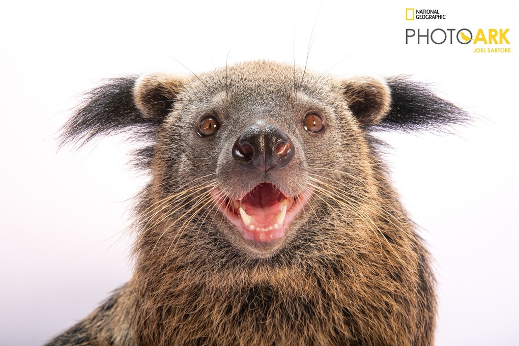National Geographic đến Vinpearl Safari Phú Quốc ghi hình về động vật hoang dã - 6 National Geographic đến Vinpearl Safari Phú Quốc ghi hình về động vật hoang dã - 6