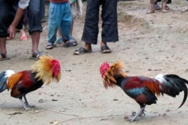 Triệt phá trường gà bắt gọn 54 con bạc