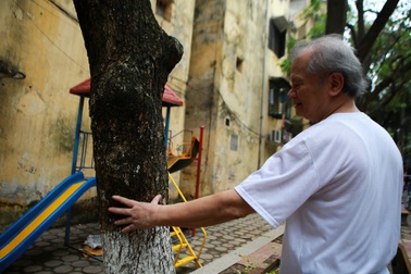 Cả khu dân cư Hà Nội cứu 3 cây sưa quý nghi bị "bỏ độc"
