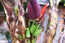 Lạ lùng thân chuối nứt đôi để trổ buồng