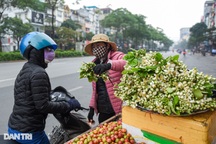 Hoa bưởi "khó tính" xuống phố, giá đắt hơn hoa nhập khẩu