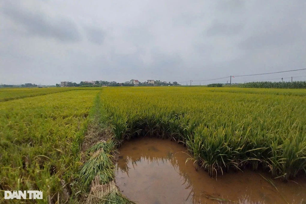 Hơn 2.700ha lúa lép hạt, nông dân lo không có gạo ăn - 1