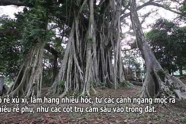 Tận mắt hai "báu vật xanh" tại vùng đất thiêng của Hà Nội