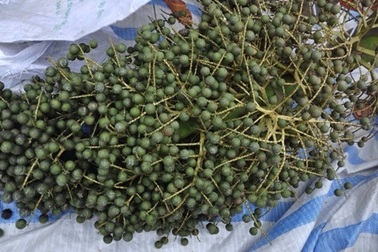 Xôn xao cây "lạ" cho hàng vạn quả 