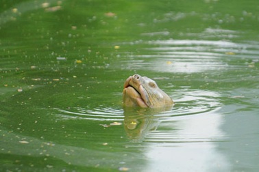 Không thể chần chừ việc cứu thương Rùa Hoàn Kiếm