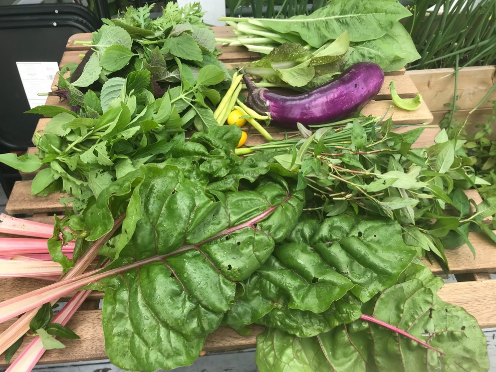 Vườn 600m2 yên bình, bội thu bầu, mướp của gia đình Việt Nam ở Canada - 8 Vườn 600m2 yên bình, bội thu bầu, mướp của gia đình Việt Nam ở Canada - 8