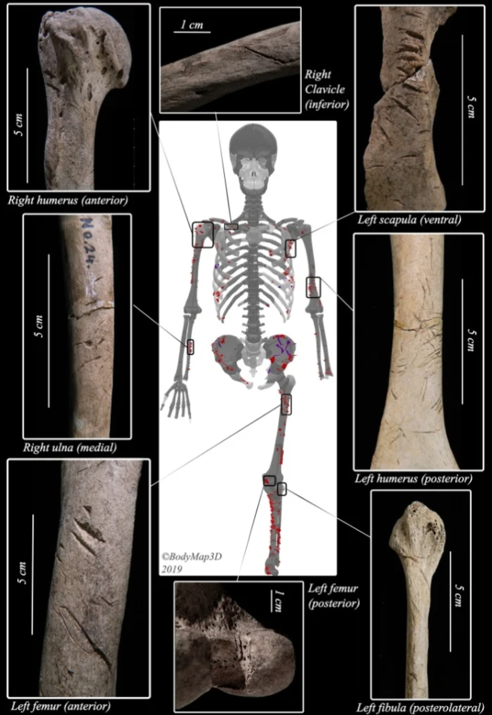 Phát hiện hài cốt lâu đời nhất từng bị cá mập tấn công - 2