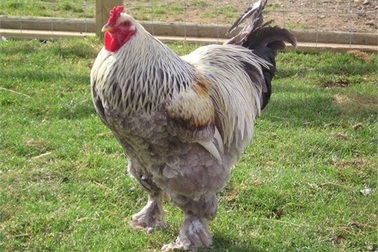 Giới nhà giàu đau đầu săn gà khổng lồ 40 triệu ăn Tết