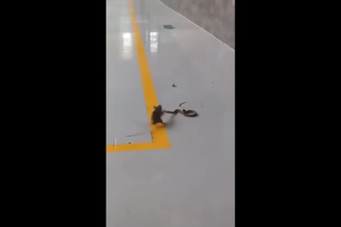 Hình ảnh khó tin khi rắn trở thành con mồi của chuột