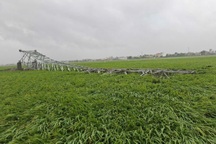 Nam Định: Cột điện, cây xanh bật gốc do ảnh hưởng của bão