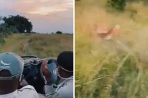 Clip triệu lượt xem: Sư tử rượt đuổi con mồi ngay trước mũi du khách