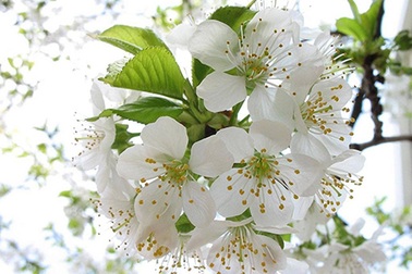 Hoa mơ đã nở trắng rừng…