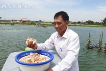 Ao cá "khủng" nuôi toàn cá trắm đen "siêu to khổng lồ", doanh thu 6-7 tỷ đồng/năm