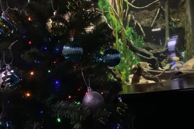 Lươn phóng nguồn điện cực mạnh để thắp sáng cây