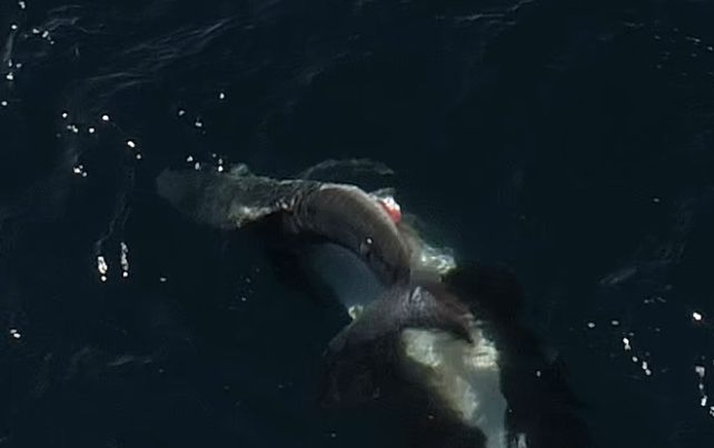Kẻ thù của cá mập trắng dưới đại dương - 2
