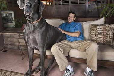 Chú chó cao gần bằng một con ngựa