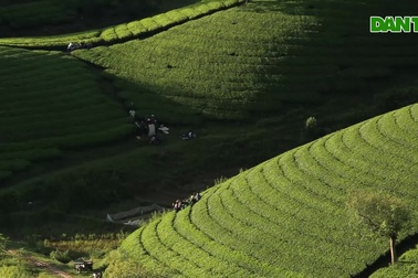 Cảnh sắc choáng ngợp của những đồi chè Long Cốc ở Phú Thọ