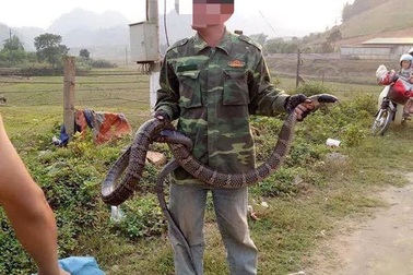 Truy được nguồn gốc rắn hổ mang cực độc dài hơn 2m, nặng hơn 6kg