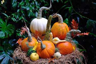 Bí ngô độc lạ tiền triệu, nhà giàu Việt đua nhau săn lùng chơi Halloween