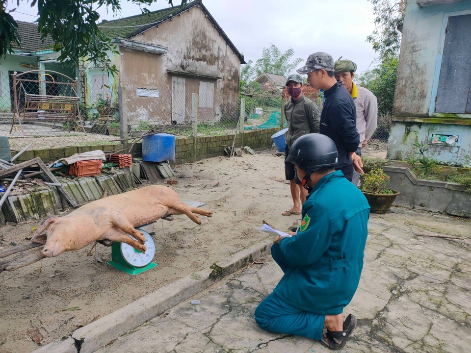 Người dân lo lắng khi dịch tả lợn Châu Phi quay trở lại - 3 Người dân lo lắng khi dịch tả lợn Châu Phi quay trở lại - 3